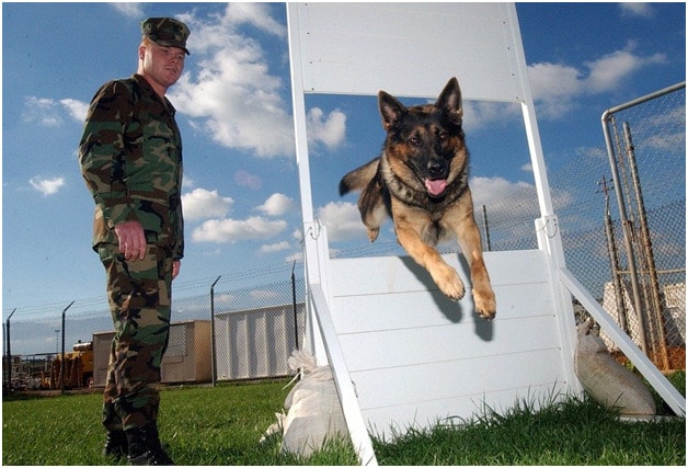 An army person trains jumping to a  German Shepherd dog
