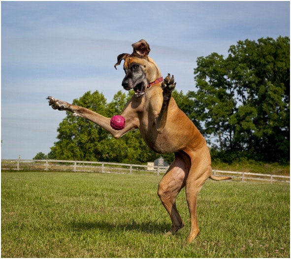 Great Dane playing with a ball