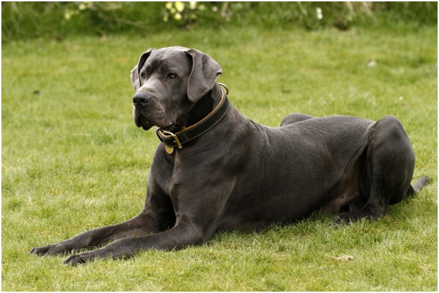 Great Dane dog sitting on grass