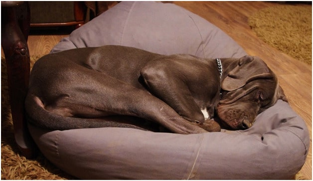 Great Dane dog sleeping