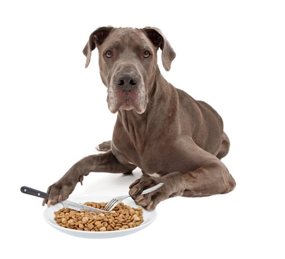 Great Dane dog with fork and knife with food in a plate