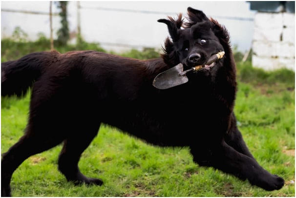 A newfoundland dog showing agility