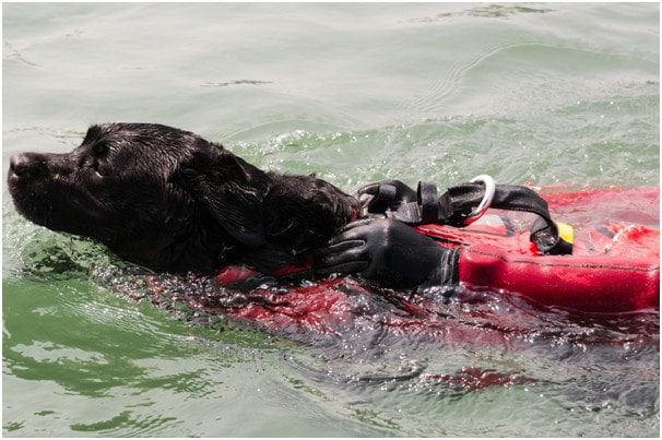 A newfoundland dog in water