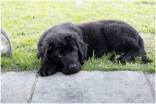 Black Newfoundland puppy sitting on grass
