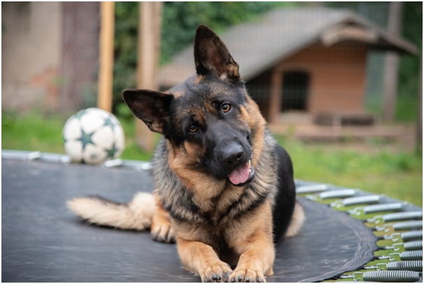 An image of a German Shepherd with a blurred background