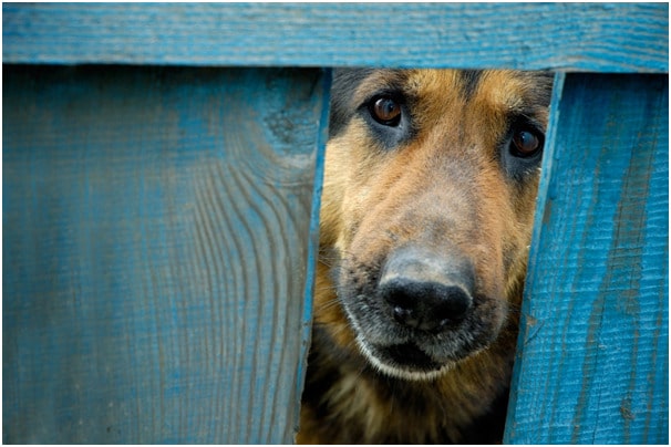 German Shepherd looking outside from a big whole in a wooden gate