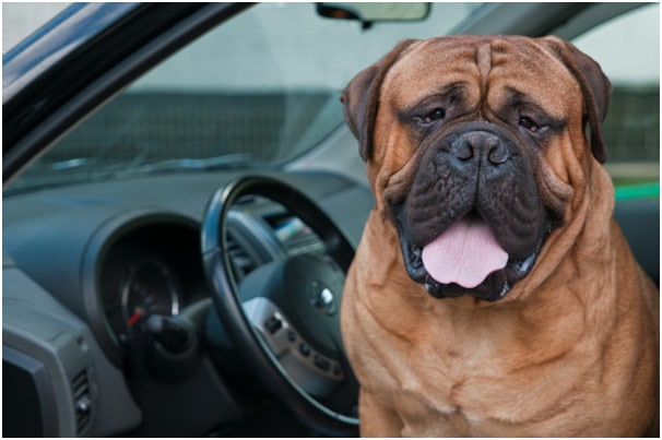 Bullmastiff looking outside while sitting in a car