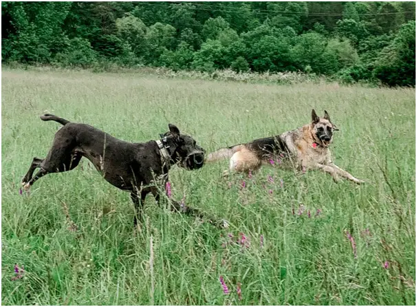 Great Dane and German Shepherd dogs running in grass