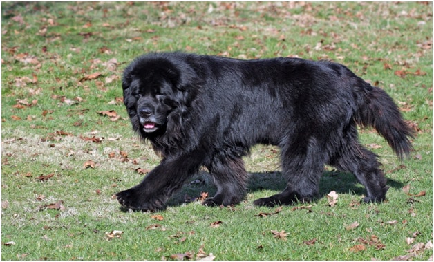 A big black Newfoundland dog walking on grass
