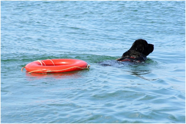 A black Newfoundland dog doing a rescue operation in water