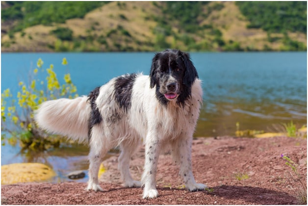 Newfoundland dog standing near a river