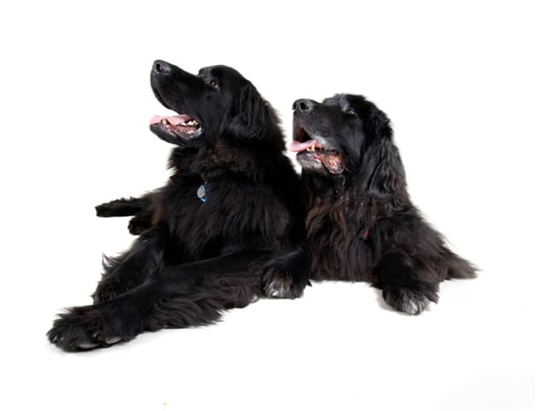 Two Newfoundland dogs are sitting