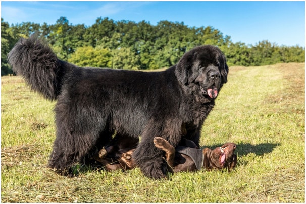 A big black newfoundland playing with another dog