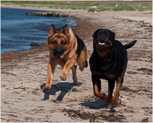 Rottweiler and German shepherd running on sand