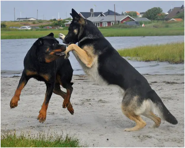 Rottweiler and German Shepherd playing