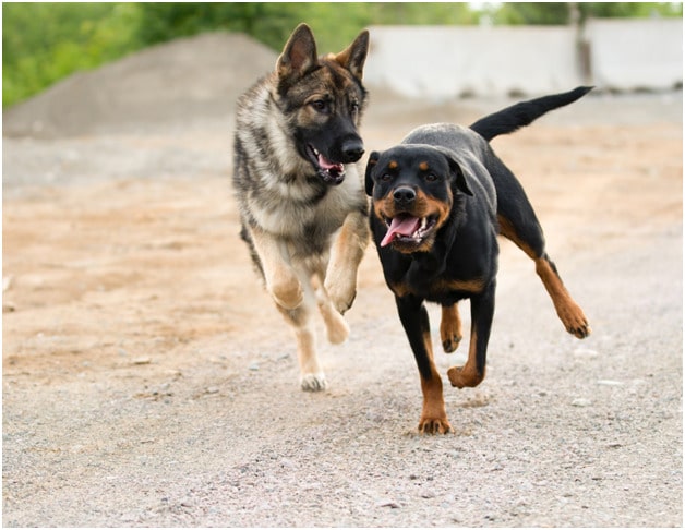 Rottweiler and German Shepherd running
