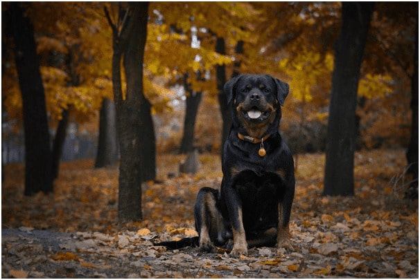 Rottweiler dog sitting near trees