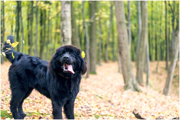 Are newfoundland dogs easy to train