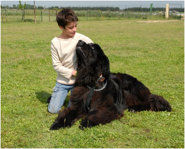 A big black Newfoundland dog with a boy in a green field
