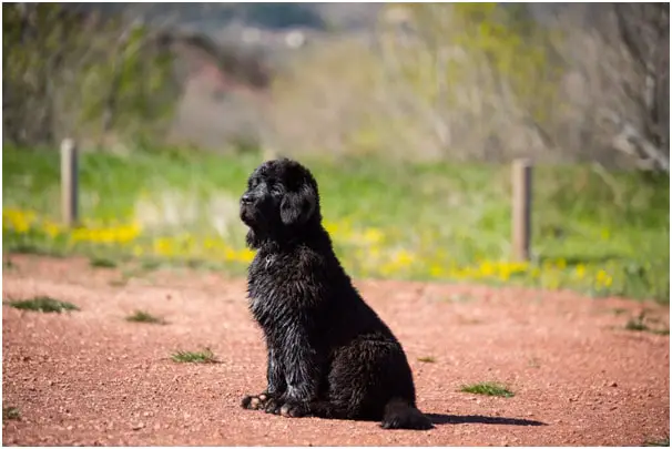A black Newfoundland puppy with blurred background sitting