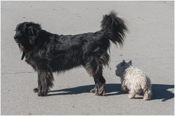 Black Newfoundland dog with a small white dog