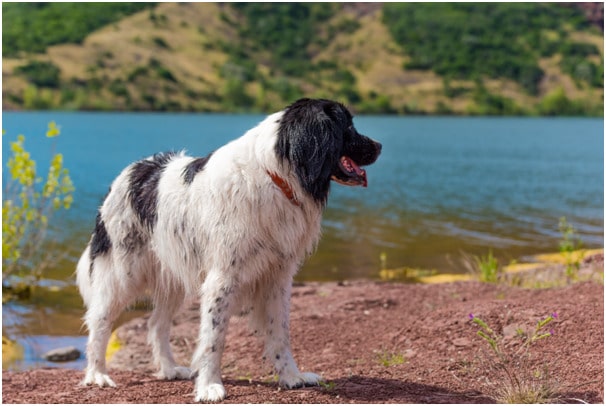Dog standing near a river