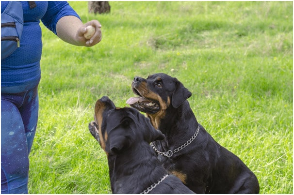 Two Rottweiler dogs with leader