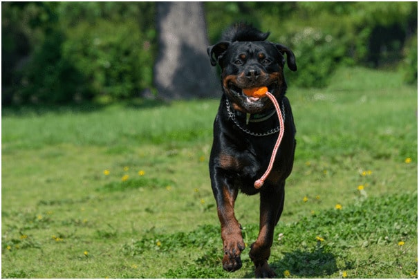 Rottweiler dog running with a toy in his mouth