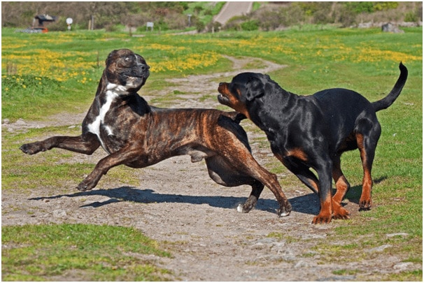 Rottweilers and Cane Corso running and playing with each other in a field