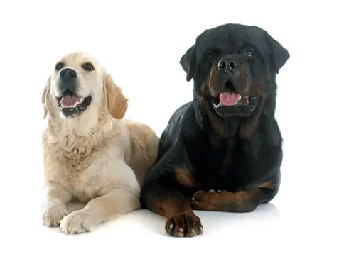 Rottweiler and Golden Retriever sitting together