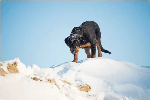 Rottweiler dog standing in snow