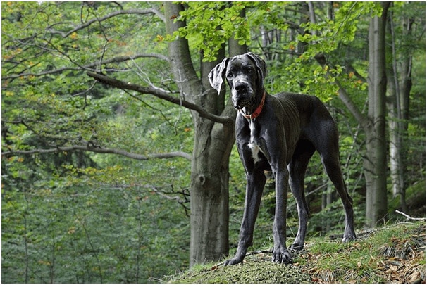 Great Dane dog standing near trees