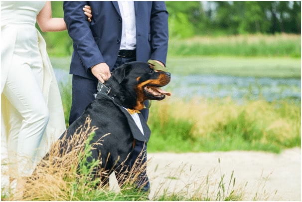 Rottweiler with owners