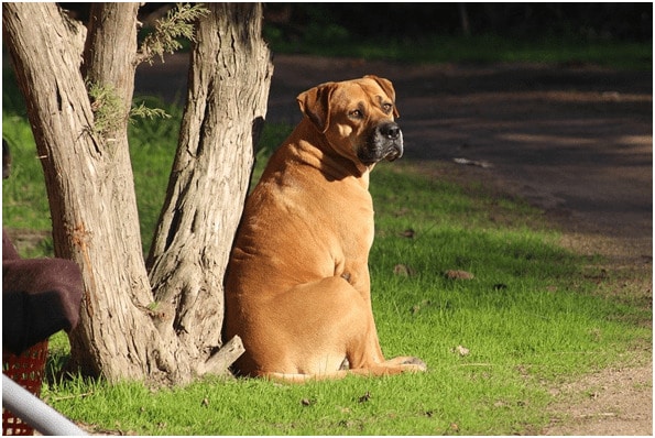 Bullmastiff dog sitting with a tree