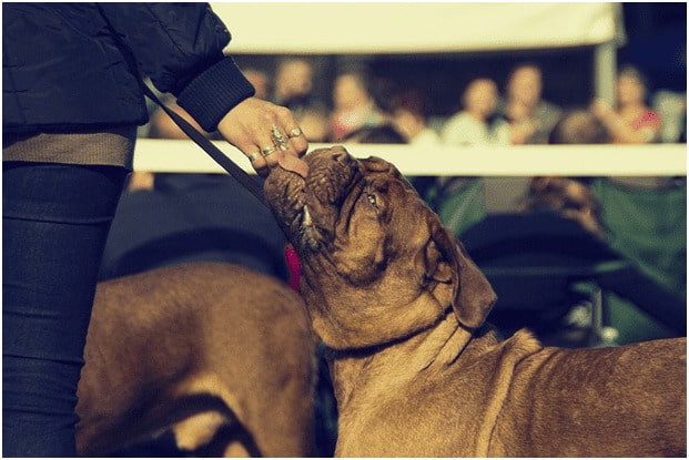 Half image of a man holding Bullmastiff dog with collar