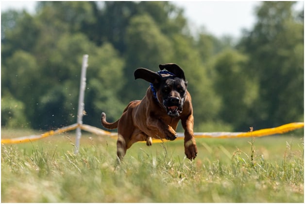 cane corso dog jumping