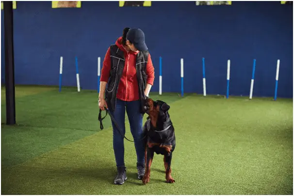 Teaching a Rottweiler to heal