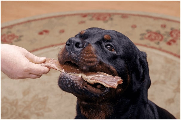 Teach a rottweiler to heel with a treat