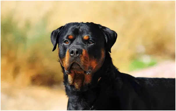 Are Rottweilers more aggressive than Pitbulls