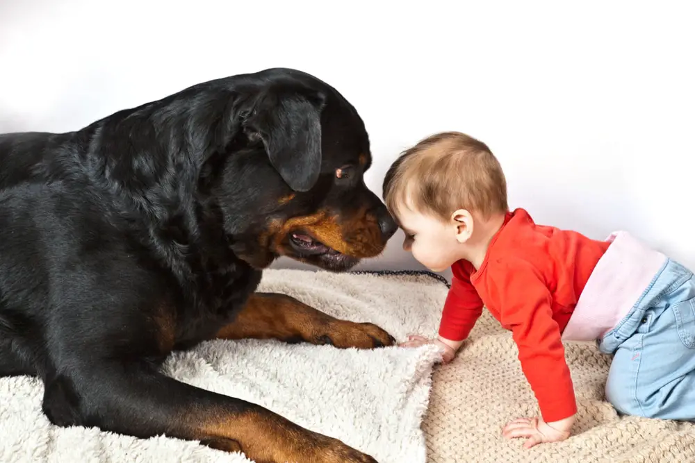 Intelligent Rottweiler with Baby