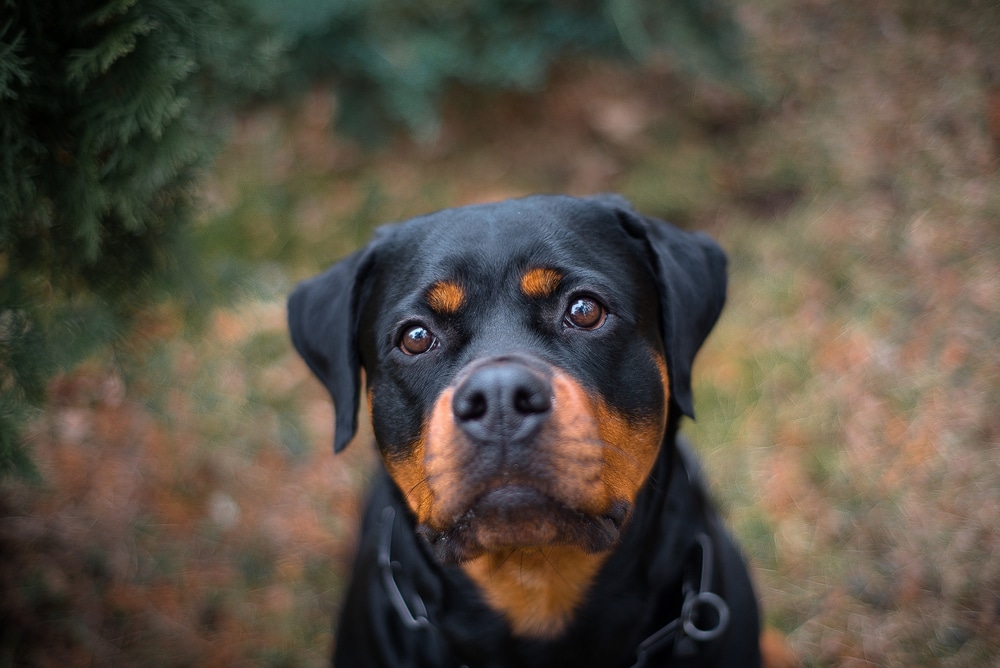 Intelligent Rottweiler