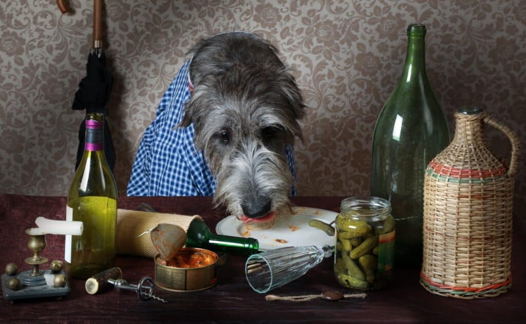 Irish Wolfhound eating scraps