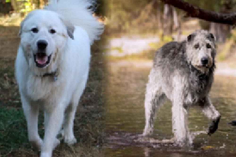 Irish Wolfhound Great Pyrenees Mix