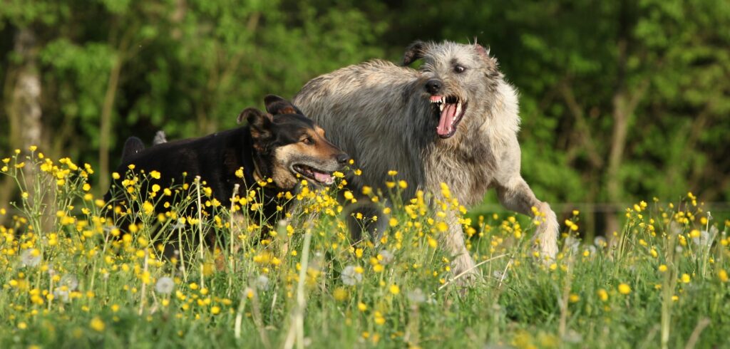 Irish Wolfhound playing with dog