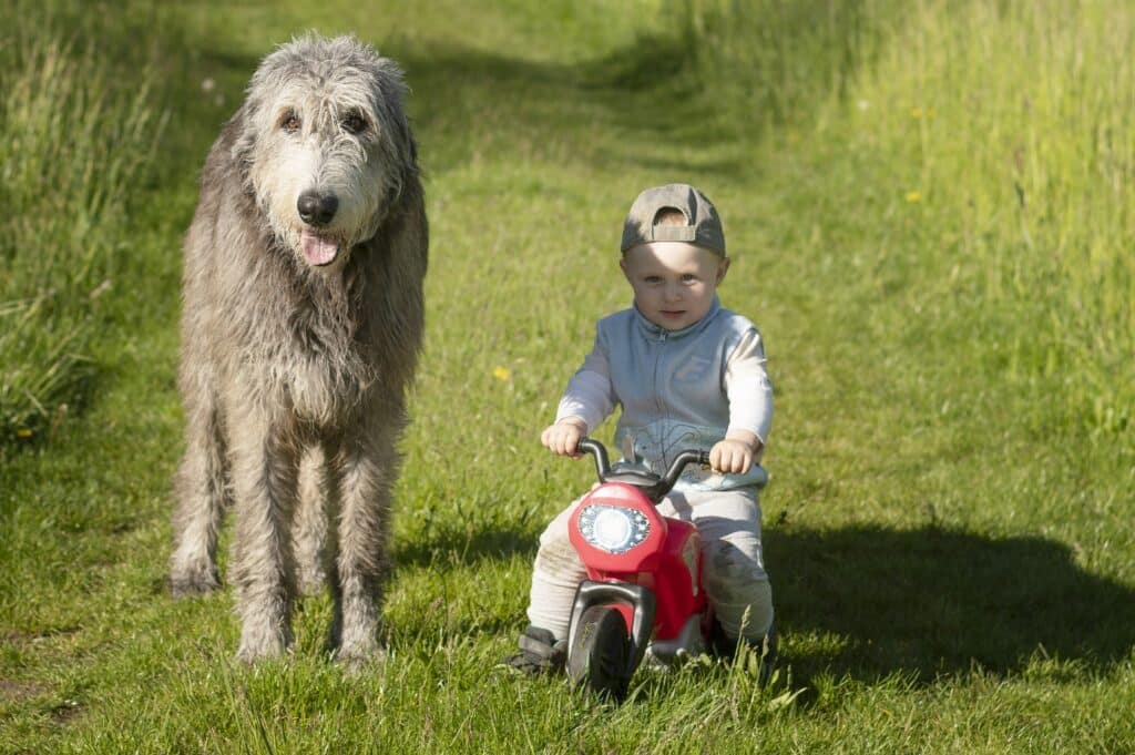 Irish Wolfhound protecting boy