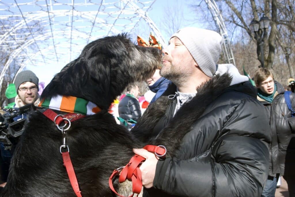 Irish Wolfhound with owner