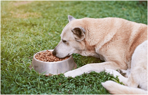 German Shepherd dog eating food