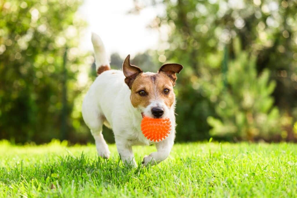 Jack Russell playing with ball