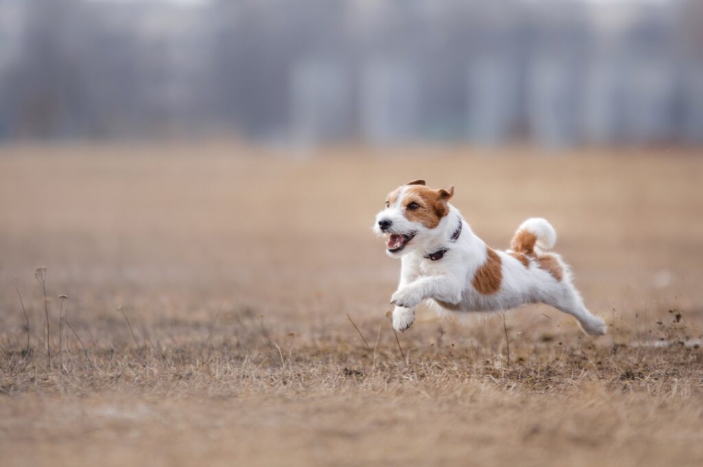 Jack Russell Terrier running