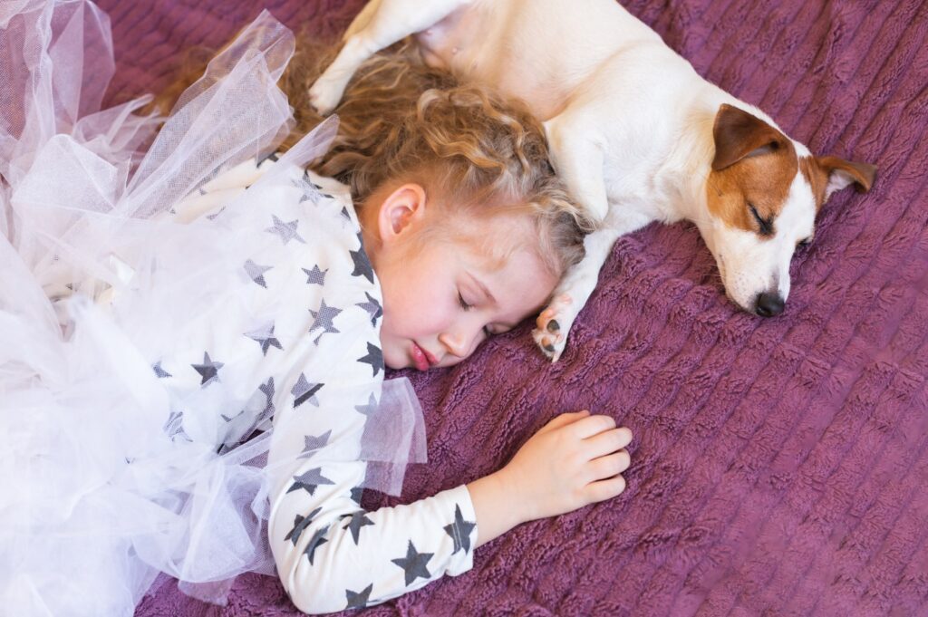 Jack Russell Terrier with girl